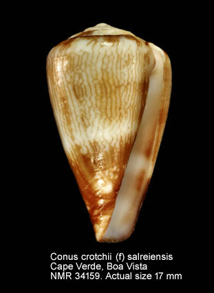Conus crotchii (f) salreiensis.jpg - Conus crotchii (f) salreiensis Rolán,1980